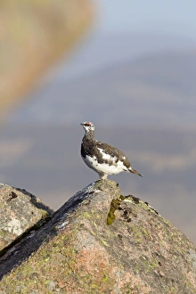 Rock Ptarmigan - male moulting into summer plumage Rock Ptarmigan - male moulting into summer plumage