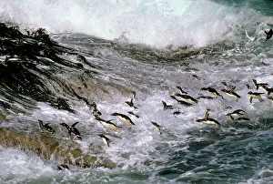 Rockhopper penguins - surfing in to shore Rockhopper penguins - surfing in to shore