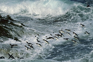 Rockhopper Penguins - surfing into shore Rockhopper Penguins - surfing into shore