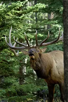 Canadian Rocky Prints: Rocky Mountain Elk Print