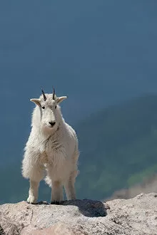 Ledge Gallery: Rocky Mountain goat on ledge, Mount Evans Wilderness