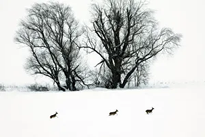 Roe Deer - three animals in flight in snow wilderness passing Willow Tree Roe Deer - three animals in flight in snow wilderness passing Willow Tree