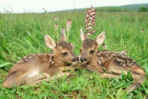 Roe DEER fawns - lying in grassland with wild orchids Roe DEER fawns - lying in grassland with wild orchids