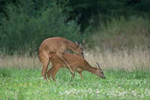 Roe deer - male and female mating Roe deer - male and female mating