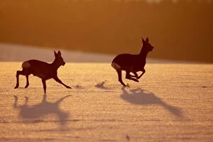 Images Dated 3rd January 2011: Roe Deers - running in snow