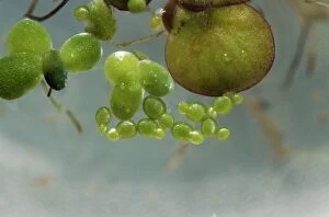 Images Dated 23rd November 2004: Rootless / Least Duckweed Smallest UK water plant. Cluster of fronds