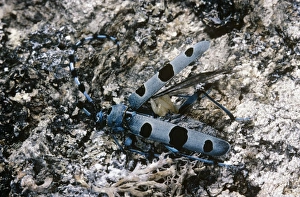 Rosalia Longicorn - with parasite eggs attached Rosalia Longicorn - with parasite eggs attached