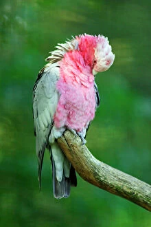Rose-breasted Cockatoo / Galah - preening itself