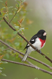 Rose-breasted Grosbeak - Male perched on branch, Spring Rose-breasted Grosbeak - Male perched on branch, Spring