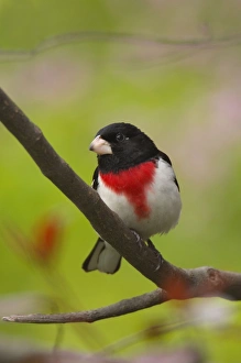 Rose-breasted Grosbeak - Male perched on brnach, Spring Rose-breasted Grosbeak - Male perched on brnach, Spring
