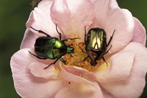 Rose Chafer - on flower Rose Chafer - on flower