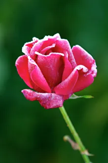 Rose - Rosa Jacques Cartier - The structure of this nicely formed rose flower head is Rose - Rosa Jacques Cartier - The structure of this nicely formed rose flower head is