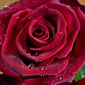 <b class=qtipBold><figcaption>Rose with water drops</figcaption></b><br>ME-2255 Rose with water drops Johan De Meester Please note that prints are for personal display purposes only and may not be reproduced in any way.<br><em>© Johan de Meester / ardea.com</em> Rose with water drops