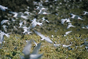 Roseate Terns - in flight over colony Roseate Terns - in flight over colony