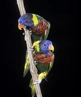 Rosenberg's Lorikeet Print LA-1640