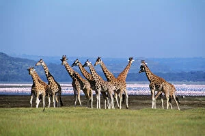 Images Dated 17th February 2009: Rothschild's Giraffe - Group by lake - Flamingos in background - Lake Nakuru National Park - Kenya