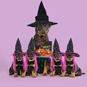 Images Dated 26th October 2010: Rottweiler Dog sat with four rottweiler puppies