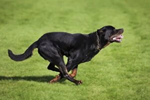 Images Dated 25th October 2009: Rottweiler running