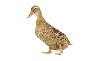 Rouen Duck - female - studio Rouen Duck - female - studio