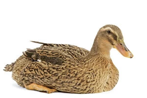 Images Dated 8th January 2008: Rouen Duck - female - studio