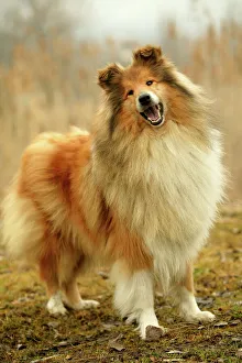 <b class=qtipBold><figcaption>Rough Collie Dog</figcaption></b><br>LA-728 Rough Collie Dog Jean Michel Labat Please note that prints are for personal display purposes only and may not be reproduced in any way.<br><em>© J. M. Labat / ardea.com</em> Rough Collie Dog