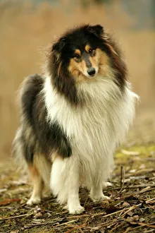 <b class=qtipBold><figcaption>Rough Collie Dog</figcaption></b><br>LA-735 Rough Collie Dog Jean Michel Labat Please note that prints are for personal display purposes only and may not be reproduced in any way.<br><em>© J. M. Labat / ardea.com</em> Rough Collie Dog