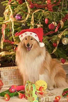 Images Dated 21st October 2004: Rough Collie Dog - at Christmas wearing Santa hat sitting by presents