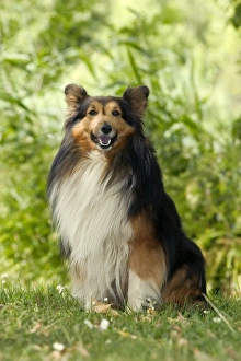 Rough Collie Dog - Sitting down Rough Collie Dog - Sitting down