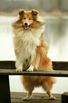 Rough Collie Dog - Standing on bench Rough Collie Dog - Standing on bench