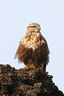 Rough-legged Buzzard / Hawk - Immature light morph Rough-legged Buzzard / Hawk - Immature light morph