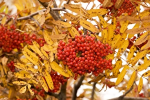 Rowan (mountain ash) in fruit, with autumn colour Rowan (mountain ash) in fruit, with autumn colour