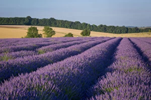 Rows of lavender near Snowshill, the Cotswolds
