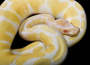 Snakes Gallery: Royal / Ball Python - Albino mutation