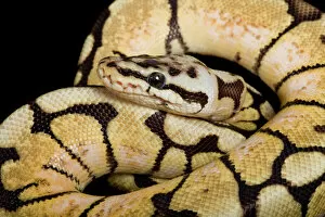 Snake Gallery: Royal / Ball Python - Pastel Bumblebee mutation