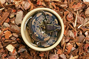 Royal / Ball Python - in water container Royal / Ball Python - in water container