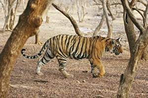 Royal Bengal / Indian Tiger coming out of woodland Royal Bengal / Indian Tiger coming out of woodland