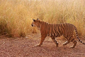 Royal Bengal / Indian Tiger looking for kill in grassland Royal Bengal / Indian Tiger looking for kill in grassland