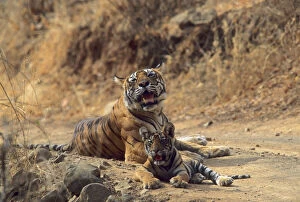 Temperature Control Collection: Royal Bengal / Indian Tiger - Tigress named Machli & young one Ranthambhor National Park, India