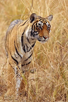 Royal Bengal Tiger watching from the grassland