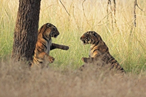 Royal Bengal Tigers play-fighting Royal Bengal Tigers play-fighting