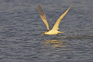 Royal Tern catching fish in flight Royal Tern catching fish in flight