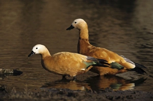 Ruddy Shelduck - two at Malik lake Ruddy Shelduck - two at Malik lake