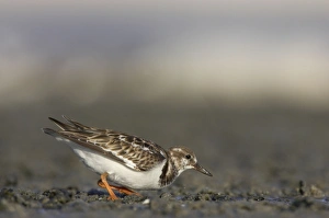 Ruddy Turnstone - hunting for food Ruddy Turnstone - hunting for food