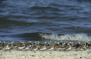 Ruddy Turnstone & Sanderling (Calidris alba) Ruddy Turnstone & Sanderling (Calidris alba)