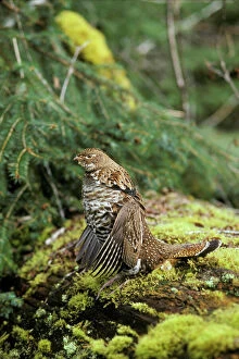Ruffed Grouse drumming (spring mating-territorial display)