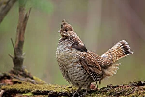 Ruffed Grouse - Male engaged in courtship display