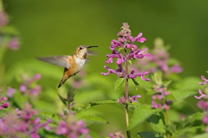 Rufous Hummingbird - in flight feeding on Cooley's Hedge Nettle flower Rufous Hummingbird - in flight feeding on Cooley's Hedge Nettle flower