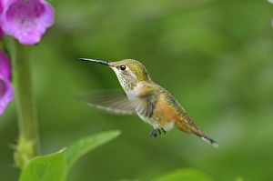 Rufous Hummingbird - immature or female feeding on foxglove flowers (Digitalis purpurea) Rufous Hummingbird - immature or female feeding on foxglove flowers (Digitalis purpurea)