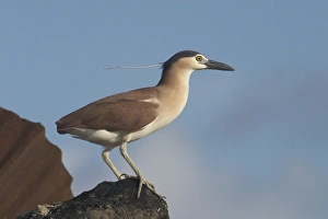 Rufous Night Heron / Nankeen Night Heron - Adult at rubbish dump on Home Island Rufous Night Heron / Nankeen Night Heron - Adult at rubbish dump on Home Island