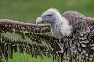 Vulture Gallery: Ruppel's griffon vulture, Critically endangered species